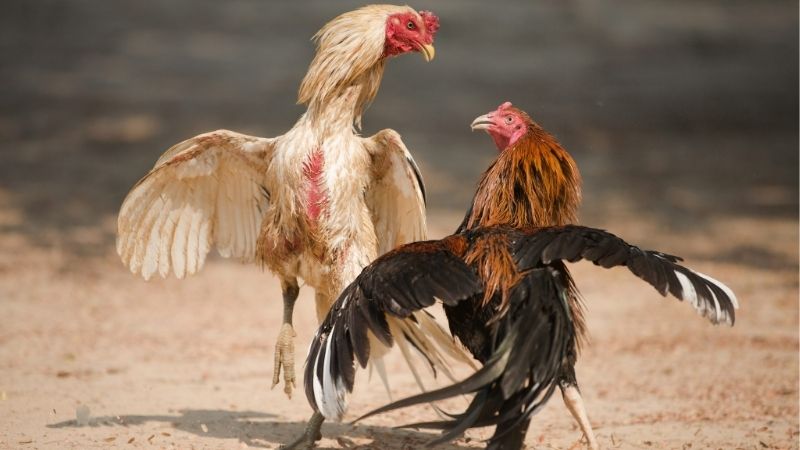 Giới thiệu tổng quan về nhận định đá gà hôm nay