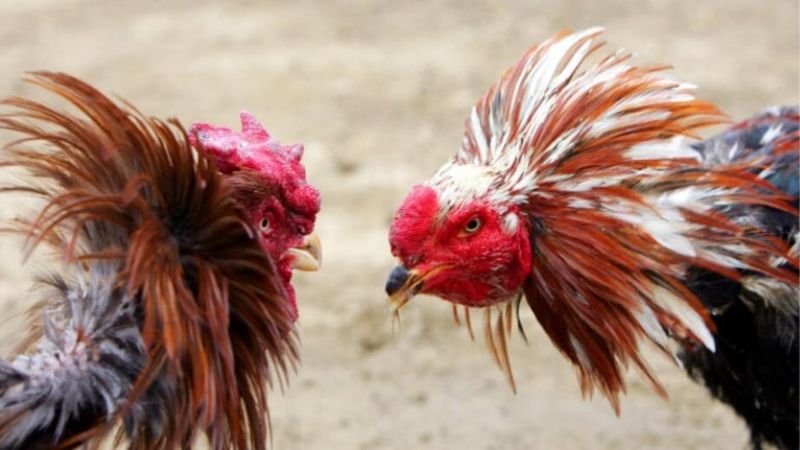 Lợi ích khi theo dõi nhận định đá gà hôm nay
